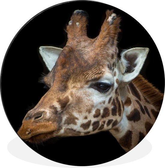 Portrait de girafe devant un fond noir Cercle mural aluminium ⌀ 90 cm - tirage photo sur cercle mural / cercle vivant / cercle de jardin (décoration murale)