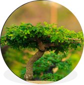 WallCircle - Wandcirkel - Muurcirkel - Bonsai bomen in een rij - Aluminium - Dibond - ⌀ 30 cm - Binnen en Buiten