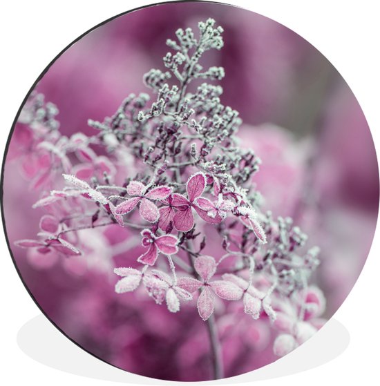 WallCircle - Wandcirkel - Muurcirkel - Close-up bevroren hortensia bloemen - Aluminium - Dibond - ⌀ 30 cm - Binnen en Buiten