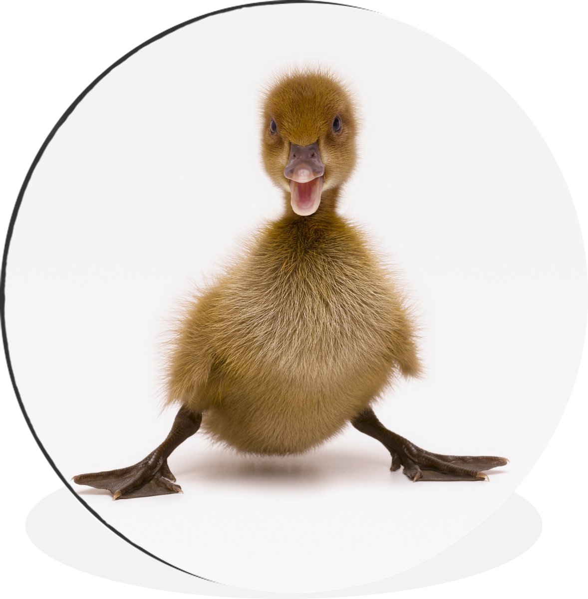 WallCircle - Wandcirkel - Muurcirkel - Baby eend die poseert - Aluminium - Dibond - 120x120 cm - Binnen en Buiten XXL
