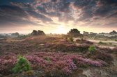 Celtic Tree - Canvas schilderij - Heide - 60x90cm - Wanddeco - Premium Canvas - Heidelandschap - Nederland - Paars - Natuur - Schemering - Opkomende Zon - Pagan - Heidens - Krachtp