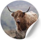 Behangcirkel Schotse Hooglander - 80 cm - Zelfklevende decoratiefolie - Muursticker Dieren