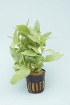 Gymnocoronis variegatus