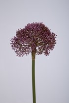 Kunstbloem - set van 2 - Allium - decoratieve tak - 65 cm - paars