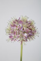 Kunstbloem - set van 2 - Allium - decoratieve tak - 75 cm - Lavendel