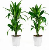 Dracaena Fragans Janet Craig Duo - Hoogte ↕ 65cm - Pot ∅ 17cm