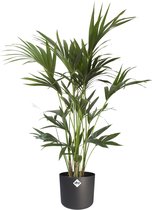 Kentia Palm in ELHO b.for soft sierpot antraciet - Hoogte ↕ 110cm - Pot ∅ 21cm