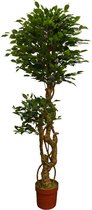 Kunstboom Ficus - Dubbele Kroon - Kunstplant - Kunststof - H.180cm
