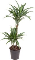 Kamerplant van Botanicly – Drakenboom – Hoogte: 90 cm – Dracaena fragrans Ulises