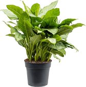 Kamerplant van Botanicly – Aglaonema – Hoogte: 80 cm