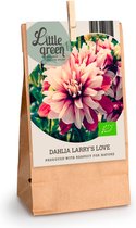 Dahlia 'Larry's Love' | Dahlia bol | Rood wit | Biologisch | Zomerbloeier | Meerjarige winterharde bollen