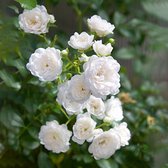 3x Rosa Hybride "Crystal Fairy'' | Rozenstruik winterhard | Witte bloemen | Grootbloemige rozen | Kale wortel planten | Leverhoogte 25-40cm