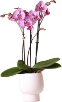 Kolibri Orchids | Roze phalaenopsis diamond Melody orchidee in witte Scandic sierpot - potmaat Ø12cm