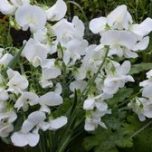 12x Pronkerwt (Lathyrus latifolius 'White Pearl') - P9 pot (9x9)