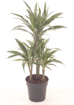 Kamerplant van Botanicly – Drakenboom – Hoogte: 90 cm – Dracaena derem. Warneckei