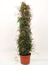 Bloem van Botanicly – Jasminum polyanthum – Hoogte: 80 cm