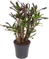 Kamerplant van Botanicly – Croton – Hoogte: 70 cm – Codiaeum variegatum Mammi