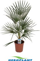 Kamerplant van Botanicly – Dwergwaaierpalm – Hoogte: 70 cm – Chamaerops Humilis