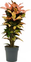 Plantenwinkel Croton Wonderstruik Codiaeum Variegatum Mrs Iceton M 95 cm kamerplant