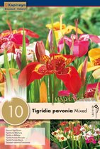 Tirgidia Pavonia Mixed - zomerbollen