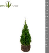 De Thuja Occidentalis smaragd 80-100 solitaire of als haagplant