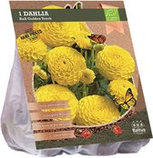 Baltus BIO Dahlia Ball Golden Torch bloembol per 1 stuks