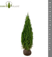 De Thuja Occidentalis smaragd 140-160 haagplant of als solitaire