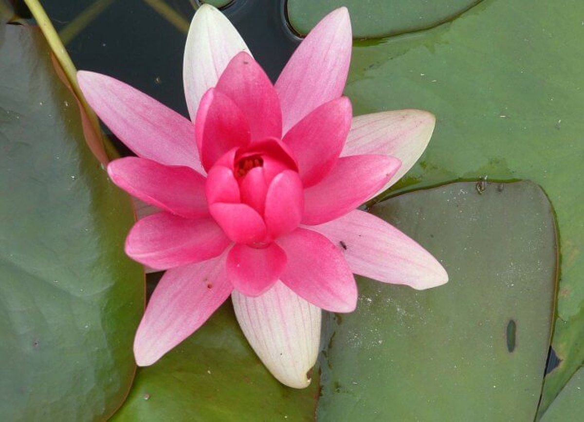 Waterlelie Nymphaea Rene Gerard (Lichtrode waterlelie) - vijverklaar opgeplant in een mand van 19 x 19 cm - Lang bloeiende, kleinbloemige, roze waterlelie - Vijverplant - Vijverplanten Webshop