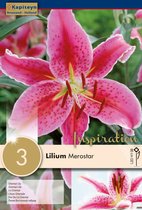 Lilium 'Mero Star' - lelie - zomerbollen