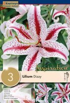 Lilium 'Dizzy' - lelie - zomerbollen