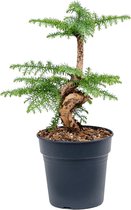 Plantenwinkel Araucaria Cunninghamii Bonsai XS 50 cm kamerplant