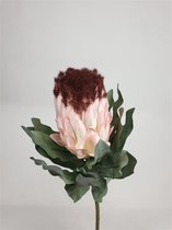 2x Two Colours Protea 68cm