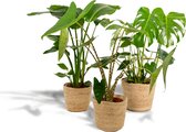 Tropische kamerplanten set in mand - Monstera Deliciosa 75cm, ø21, Alocasia Zebrina 75cm, ø19 + Strelitzia Nicolai 85cm, ø19 - Makkelijke kamerplanten - Tropische planten in mand - Luchtzuive