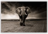 Olifant op Open Vlakte op Aluminium - Foto op Dibond - Aluminium Schilderij - 90x60 cm