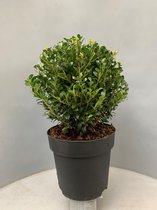 Tip: Ijzersterke Ilex crenata “Luxus” bol pot - Buxus Vervanger - Alternatief - 20cm - 25cm - Rond - Luxus - Buxus vervanger - Alternatief - Moederdag - Japanse Hulst - Bollen Lijk