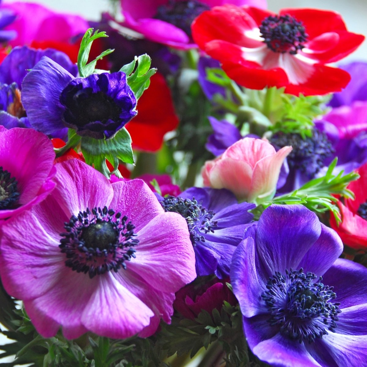 Anemone De Caen | 25 stuks | Meerkleurig | verwilderend