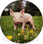 WallCircle - Wandcirkel - Muurcirkel - Kleine big - Aluminium - Dibond - ⌀ 90 cm - Binnen en Buiten