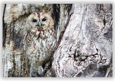 Gecamoufleerde Uil op Aluminium - Foto op Dibond - Aluminium Schilderij - 120x70 cm
