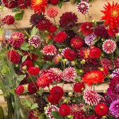 Rode en tweekleurige Dahlia Mix | 9 stuks | Knol | Rood | Dahlia Knollen van Top Kwaliteit | Zomerbloeiend Bloembollen Pakket | Grootverpakking | 100% Bloeigarantie | QFB Gardening