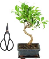 ZynesFlora - Bonsai in Keramiek S-vorm - Starterset - Kamerplant - Kamerplant in Pot