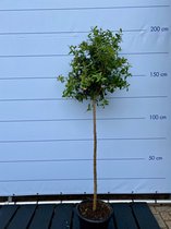 Granaatappelboom 160 cm