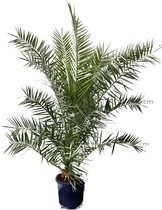 Sunnytree - Palmboom - PHOENIX CANARIENSIS - Dadelpalm 160 cm - Plant voor binnen en buiten