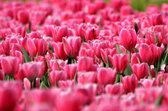 Dibond - Bloemen - Bloem - tulp / tulpen in roze / rood / groen - 120 x 180 cm.