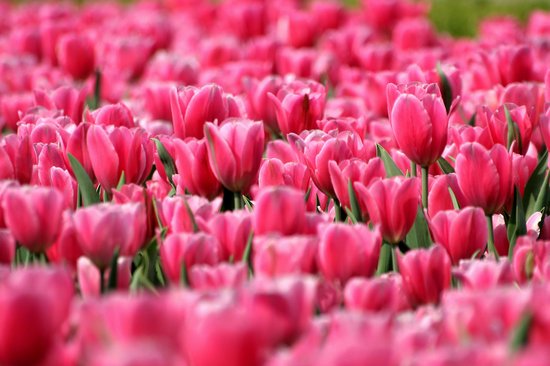 Dibond - Bloemen - Bloem - tulp / tulpen in roze / rood / groen