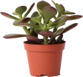 Kolibri Greens | Groene plant - Succulent Crassula Ovata - potmaat Ø6cm