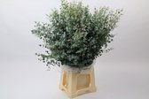 Bos Eucalyptus Gunnii - VERSE DROOGBLOEMEN - 350 GRAM - Decoratieve takken - GRATIS verzending