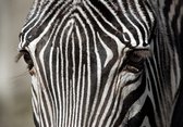 Dibond - Dieren - Wildlife / Zebra in wit / zwart - 120 x 180 cm.