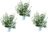 Eucalyptus 'Gunnii' per 3 stuks | Gomboom | Kwekerspot ⌀14 cm - ca. 40 cm hoog