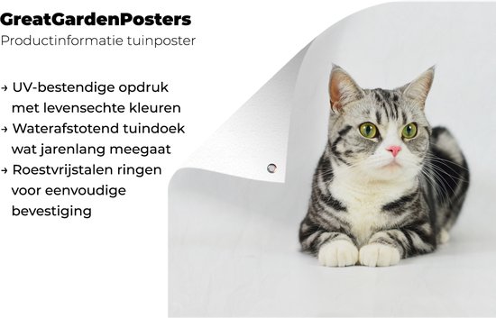 Affiche de jardin American Shorthair tacheté Argent 40x30 cm - petit - Toile de jardin / Toile d'extérieur / Peintures d'extérieur (décoration de jardin)