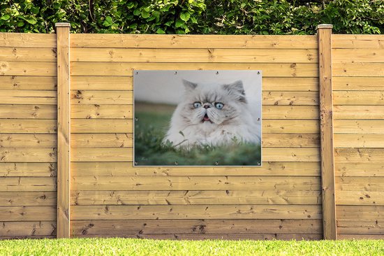 Tuinposter 120x90 cm - Tuindecoratie Grijze Perzische kat met lichtblauwe ogen - Poster voor in de tuin - Buiten decoratie - Schutting tuinschilderij - Tuindoek muurdecoratie - Wanddecoratie balkondoek